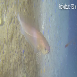 Le merlu de ligne dans son milieu naturel